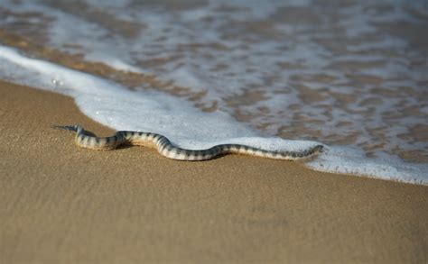 Beaked Sea Snake – "OCEAN TREASURES" Memorial Library