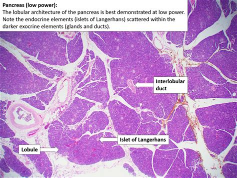 Pancreas – Normal Histology – NUS Pathweb :: NUS Pathweb