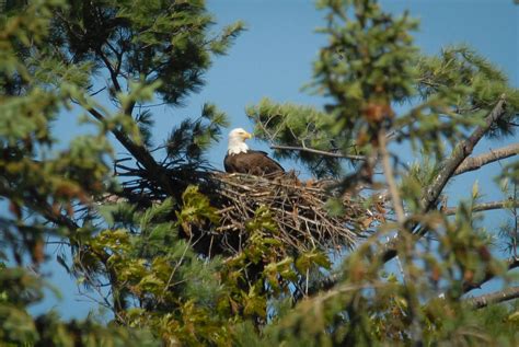 Loons Post Record Year for Nesting Success, Bald Eagle Nesting Down ...