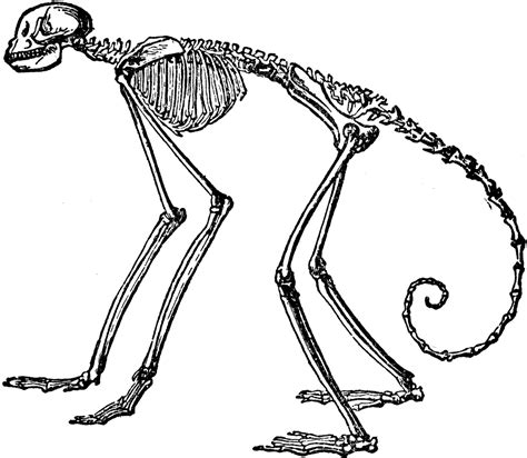 Side View of Skeleton of South American Spider Monkey | ClipArt ETC