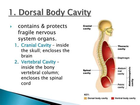 Dorsal Cavity Anatomy