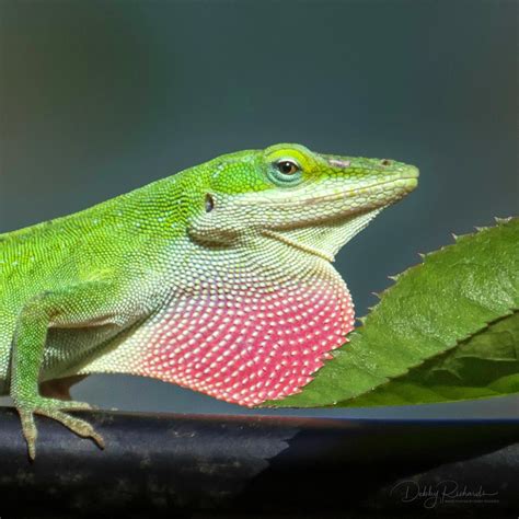 Green Anole Lizard Profile Photograph by Debby Richards