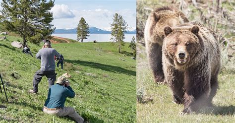 How to Find and Photograph Bears in Yellowstone | PetaPixel