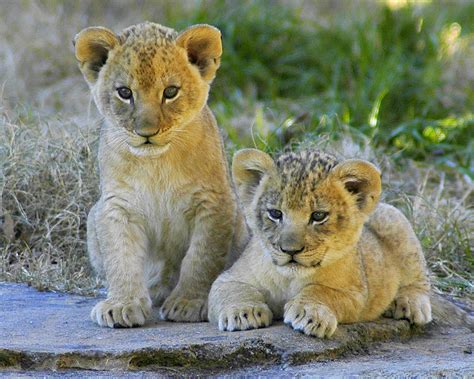 Lion Cubs by Valerie Abbott » Emma's Cats