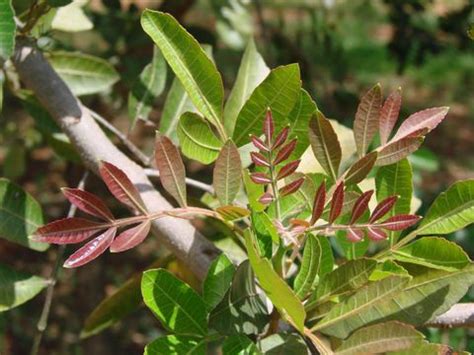 Brazilian pepper tree facts and health benefits