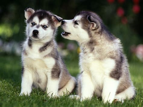 Adorable Husky Puppies - Wallpaper, High Definition, High Quality ...