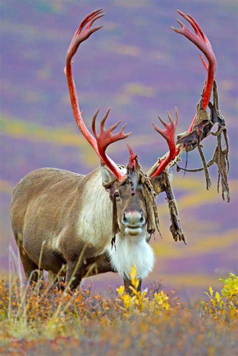 This deer with gigantic antlers shedding its velvet : r/natureismetal