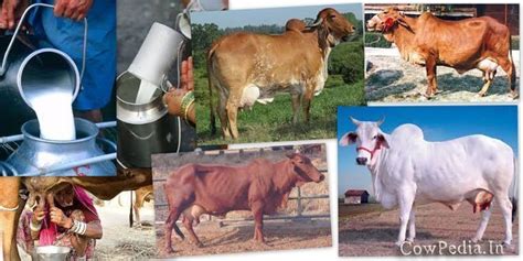 a1 vs a2 cows milk benefits side effects - Desi CowPedia.In