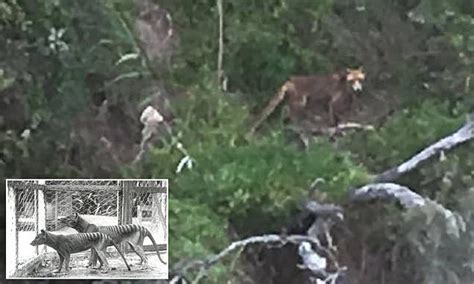 Proof Tasmanian tiger still alive? Farmer spots mystery beast prowling ...