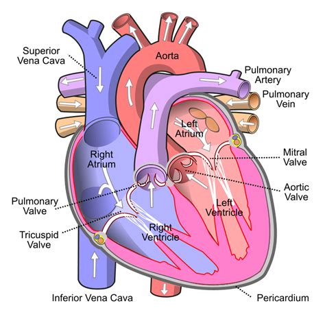 1. Anatomy of the Cardiovascular System - SimpleMed - Learning Medicine ...