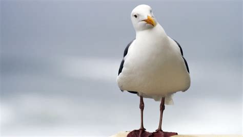 ‘Don’t cull the gulls’ – Animal Aid offers non-lethal guidance to deter ...