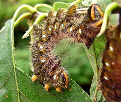 9 Different Types of Caterpillars | Caterpillar, Larvae, Insects