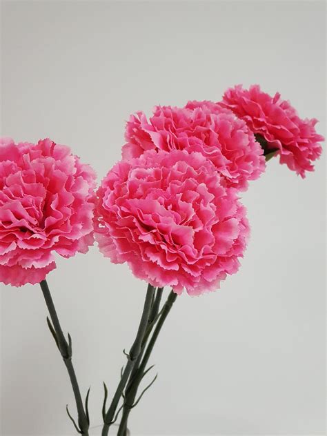 Pink Carnation Stem - Desflora