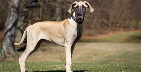 Great Dane Breed Guide (Lifespan, Size & Characteristics)