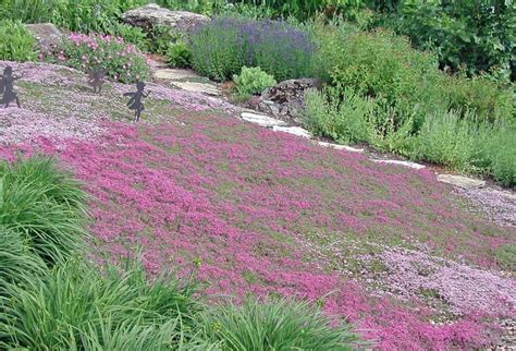 A dry lawn of two creeping thyme varieties (shown in June when in bloom ...