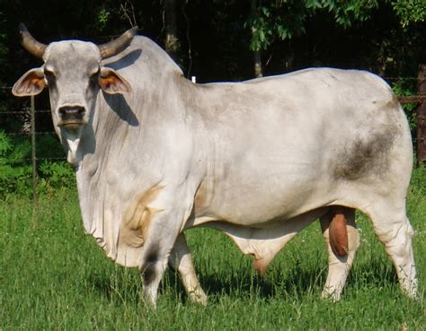 American Cow Breeds