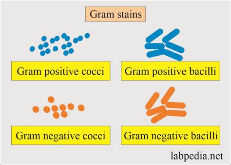 Cerebrospinal Fluid Analysis:- Part 3 - CSF Culture, Special stains ...