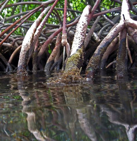 Remarkable Physiology: Mangrove crash course: The remarkable ...