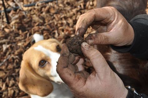 Trained Dog Hunting Truffles With Master