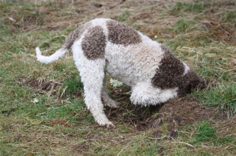 How Truffle Dogs Are Trained to Scout for Buried Culinary Treasures