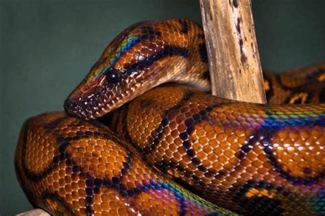 Quels types de serpents vivent dans le désert?