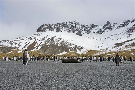 Premium Photo | King penguins on south georgia island