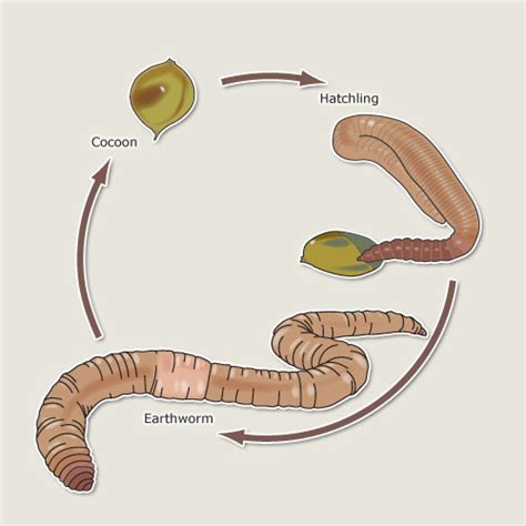 Earthworm Life Cycle Identification Cards | ubicaciondepersonas.cdmx.gob.mx