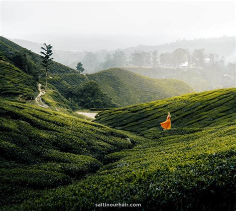 Cameron Highlands: Tea Plantations & Trails - Malaysia