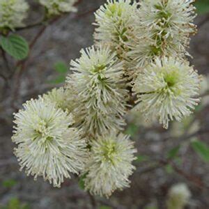 Fothergilla major 'Mt. Airy' (Fothergilla) Shrub, white flowers, #2 ...