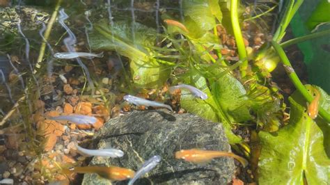 Breeding Medaka Japanese Rice Fish & Easy Mini Patio Pond Setup ! - YouTube