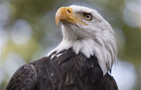 Nine bald eagle facts that may surprise you! - Eagle Wing Tours