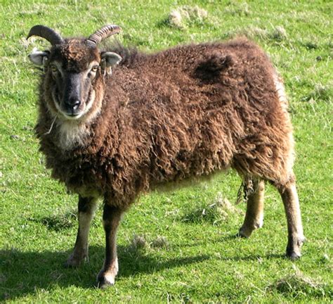 Soay Sheep: Origin, Characteristics, Uses, Photo