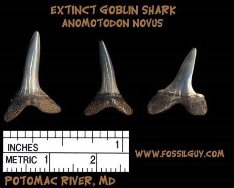 Goblin Shark Facts and Information: Living Goblin Sharks and Their ...