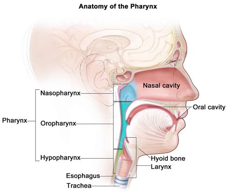 Oropharynx anatomy, function, location, oropharynx infection & cancer