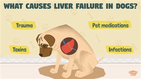 What Causes Liver Failure In Dogs? Symptoms And Treatment - The Goody Pet