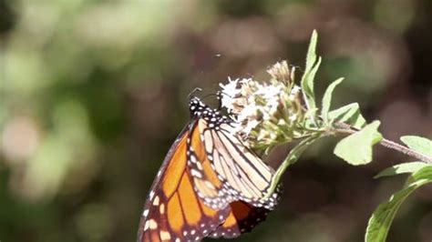 Monarch Butterfly Sanctuary Mexico Where Millions Stock Footage Video ...