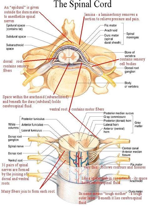 spinal cord - Google Search This pin brought to you by Dr. Robert Odell ...