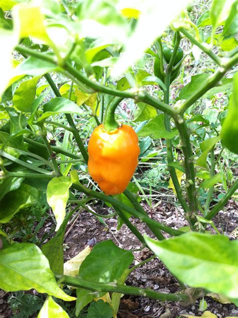 Image Gallery habanero pepper plant