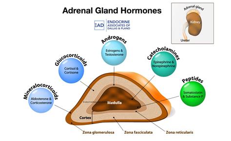 Adrenal Gland Disorders in 2020 | Adrenal gland hormones, Adrenal ...