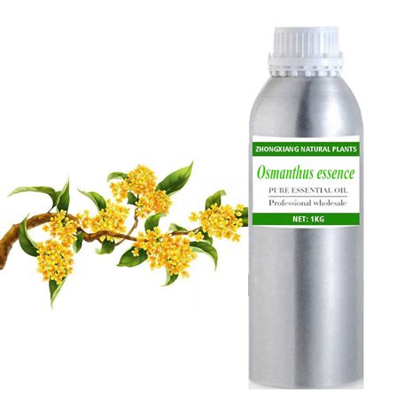 Osmanthus essence Blend 100% Pure, Undiluted, Therapeutic Grade ...