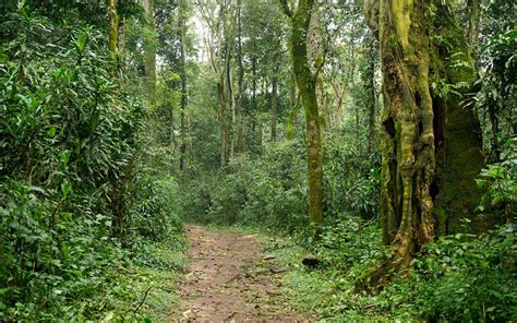 Kakamega Forest National Reserve: Last Remaining Tropical Rainforest in ...