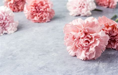 Pink Carnation Wallpapers - Wallpaper Cave