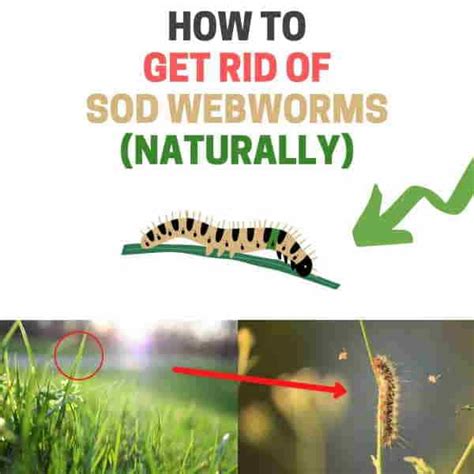 How to Get Rid of Sod Webworms (Lawn Moths) Naturally | BugWiz