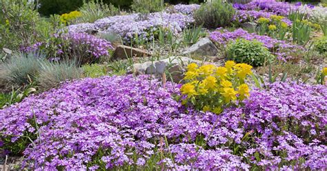 15 of the Best Flowering Ground Covers | Gardener’s Path