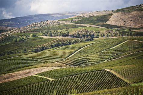 Sicily: A Continent of Wine