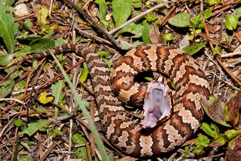 Cottonmouth and Water Moccasin – Same Snake? - Houseman Services