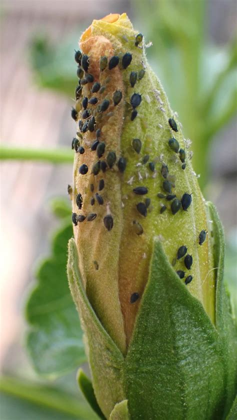 13 Types of Black Aphids (& How to Get Rid of Them)