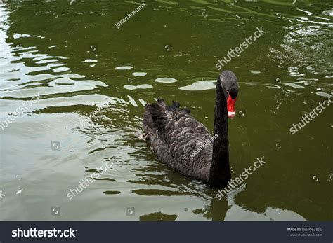 Black Swan Lake Stock Photo 1959063856 | Shutterstock