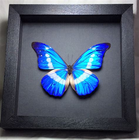 Morpho, rhetenor, helena, Blue Morpho Helena, extra large, rare, real ...