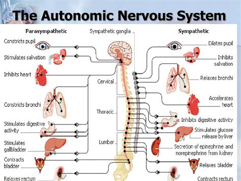 Autonomic Nervous System Ppt